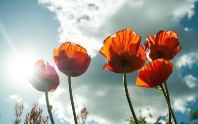 Remembering The Fallen: Remembrance Sunday 2020