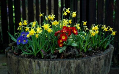 Colne Town Council go into Partnership with Colne in Bloom to keep the Town Blooming!