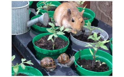 Peoples Choice Award for the best Allotment Photo.